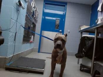 NINO -  Pit Bull Terrier and Mixed Breed Dog for Adoption in Albuquerque, New Mexico - NINO | PetCurious