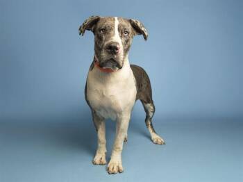 ROSE -  Cane Corso Dog for Adoption in Phoenix, Arizona - ROSE | PetCurious