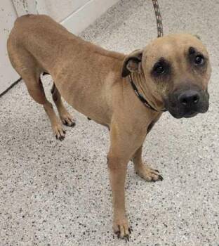 Dory -  Pit Bull Terrier and Mixed Breed Dog for Adoption in Kansas City, Missouri - Dory | PetCurious