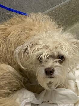 Terrier Dogs Available for Adoption in Las Vegas, Nevada - SOPHIE | PetCurious