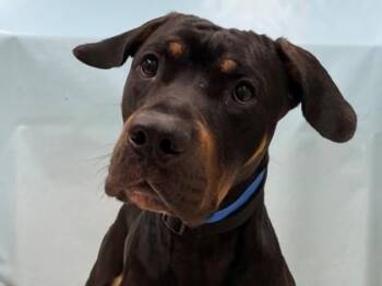 Two Tone -  German Shepherd Dog and Pit Bull Terrier Dog for Adoption in Minneapolis, Minnesota - Two Tone | PetCurious