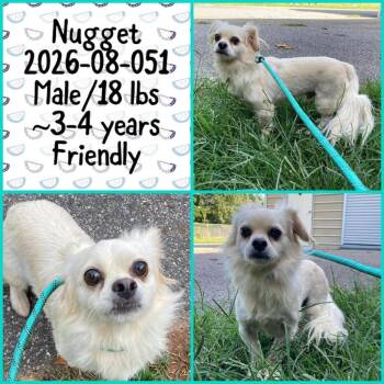 2026-08-051 *Nugget* -  Pekingese Dog for Adoption in Winder, Georgia - 2026-08-051 *Nugget* | PetCurious