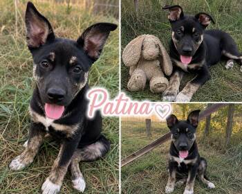 Patina -  Australian Shepherd Dog for Adoption in Zimmerman, Minnesota - Patina | PetCurious