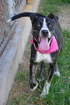 Madeline #A-143228 -  Pit Bull Terrier and Hound Dog for Adoption in Silsbee, Texas - Madeline #A-143228 | PetCurious