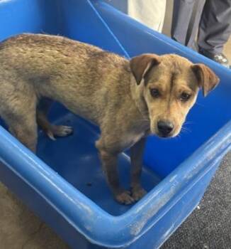 Mixed Breed Dogs Available for Adoption in Dallas, Texas - PEARL | PetCurious