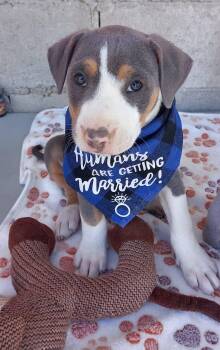 Puppy Wilder -  Pit Bull Terrier Dog for Adoption in San Diego, California - Puppy Wilder | PetCurious