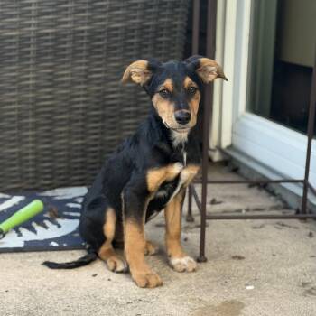 Scout -  Rat Terrier and German Shepherd Dog Dog for Adoption in Warren, Michigan - Scout | PetCurious