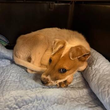 Anaconda -  Cattle Dog and Mixed Breed Dog for Adoption in Flagstaff, Arizona - Anaconda | PetCurious