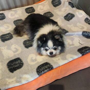 Mikey -  Chihuahua Dog for Adoption in Valparaiso, Indiana - Mikey | PetCurious