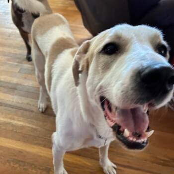 Jasper -  Mixed Breed Dog for Adoption in Huntington, New York - Jasper | PetCurious