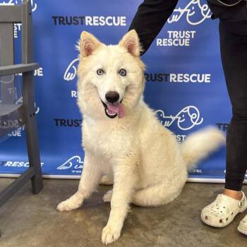 Husky and Shepherd Dogs Available for Adoption in Waterford, New Jersey - HOLLANDER | PetCurious
