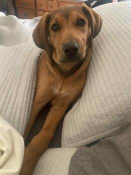 Rescue Beagle and Redbone Coonhound Dogs for Adoption in Bancroft, Ontario - Lulu | PetCurious