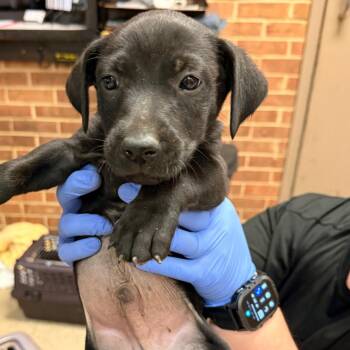 Labrador Retriever Dogs Available for Adoption in Birmingham, Alabama - Rufus | PetCurious