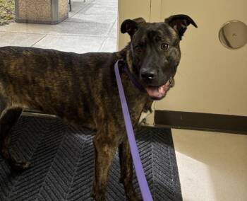 German Shepherd Dog and American Bulldog Dogs Available for Adoption in Troutdale, Oregon - Violet | PetCurious