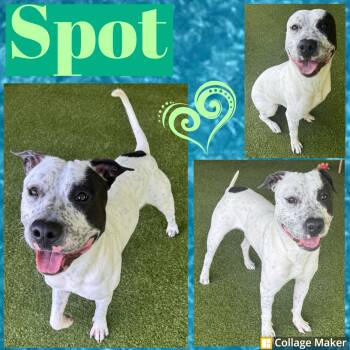 Spot -  Terrier Dog for Adoption in Clearfield, Pennsylvania - Spot | PetCurious
