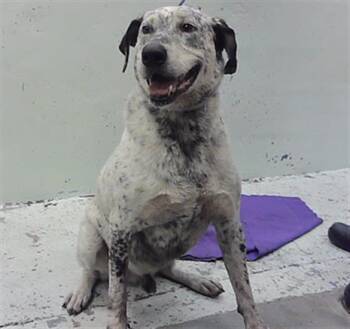 TONY -  German Wirehaired Pointer and Mixed Breed Dog for Adoption in Houston, Texas - TONY | PetCurious