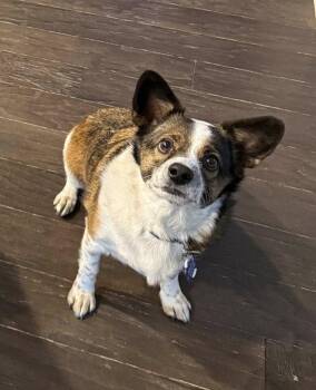 Australian Shepherd and Corgi Dogs Available for Adoption in Winter Park, Colorado - Barney | PetCurious
