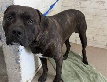 JORDAN -  Pit Bull Terrier Dog for Adoption in San Bernardino, California - JORDAN | PetCurious