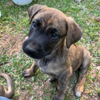 German Shepherd Dog and Boxer Dogs Available for Adoption in Lynchburg, Virginia - Butch | PetCurious