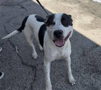 BOOMER -  Pit Bull Terrier Dog for Adoption in San Bernardino, California - BOOMER | PetCurious