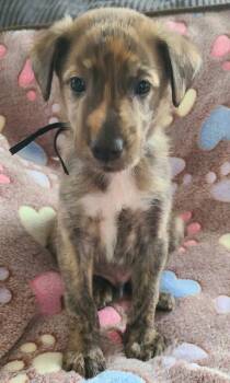 Andes -  Plott Hound and German Shepherd Dog Dog for Adoption in Cary, North Carolina - Andes | PetCurious