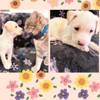 Pit Bull Terrier and Mixed Breed Dogs Available for Adoption in Austin, Texas - Thelma | PetCurious