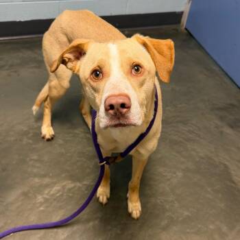 Sauerkraut -  Mixed Breed Dog for Adoption in Dekalb, Illinois - Sauerkraut | PetCurious