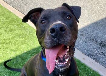 SAVE ME PLEASE Akumaru - IDA525371 -  Pit Bull Terrier and Great Dane Dog for Adoption in San Marcos, California - SAVE ME PLEASE Akumaru - IDA525371 | PetCurious