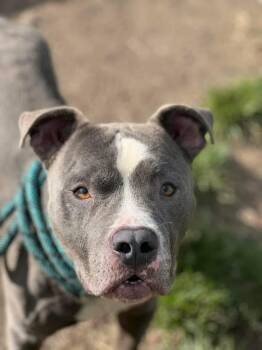 Buffalo -  Pit Bull Terrier Dog for Adoption in Chicago, Illinois - Buffalo | PetCurious