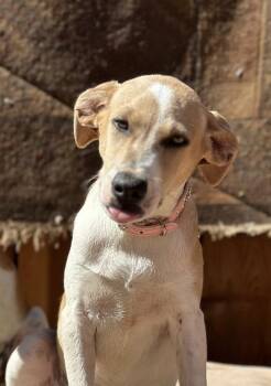 Rescue Jack Russell Terrier Dogs for Adoption in Los Angeles, California - Agatha | PetCurious