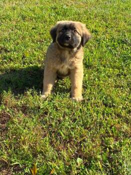 German Shepherd Dog and Great Pyrenees Dogs Available for Adoption in New Baltimore, Michigan - Brussell Sprout | PetCurious