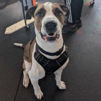 Zeus -  Boxer and Mixed Breed Dog for Adoption in Dover, New Hampshire - Zeus | PetCurious