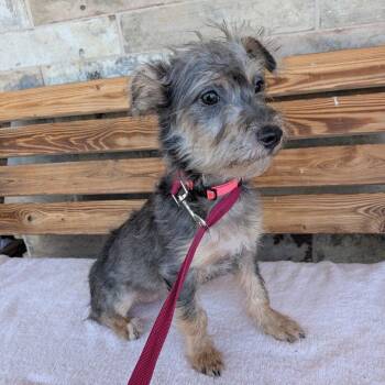MARILLA -  Terrier Dog for Adoption in Chico, California - MARILLA | PetCurious