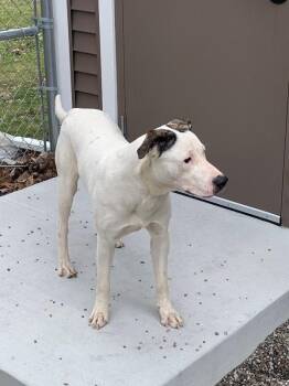 Labrador Retriever and Mixed Breed Dogs Available for Adoption in Rochester, New York - Ace | PetCurious