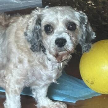 Dollop -  Mixed Breed Dog for Adoption in Oak Brook, Illinois - Dollop | PetCurious