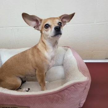 Chihuahua Dogs Available for Adoption in Duncan, Oklahoma - Agatha | PetCurious