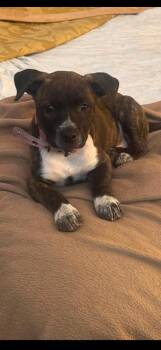 Eevie -  Staffordshire Bull Terrier Dog for Adoption in Vancouver, Washington - Eevie | PetCurious