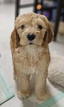 Peke -  Goldendoodle Dog for Sale in Gainesville, Florida - Peke | PetCurious