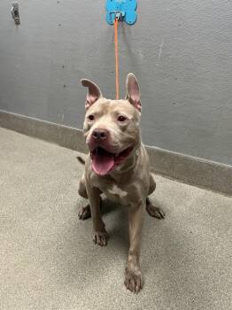 PRETTY BOY -  Pit Bull Terrier Dog for Adoption in Las Vegas, Nevada - PRETTY BOY | PetCurious