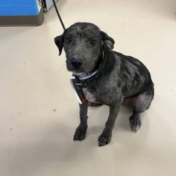 Becca -  Mixed Breed Dog for Adoption in Pine Bluff, Arkansas - Becca | PetCurious