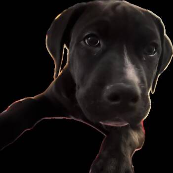 Pit Bull Terrier and Beagle Dogs Available for Adoption in Dallas, Texas - Roo | PetCurious