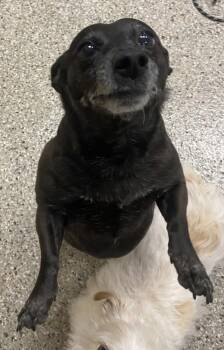 Chihuahua and Dachshund Standard Dogs Available for Adoption in Vancouver, Washington - Coco | PetCurious