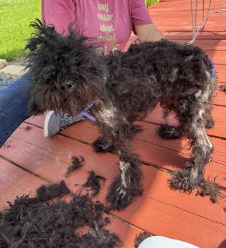 Golden Retriever and Poodle Dogs Available for Adoption in Benton, Louisiana - Ingar (NOT YET AVAILABLE) | PetCurious