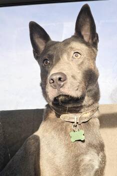 Rescue Pit Bull Terrier and Australian Cattle Dog Blue Heeler Dogs for Adoption in Pocatello, Idaho - Wilmer | PetCurious
