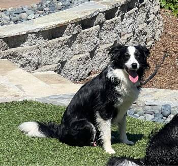 Border Collie Dogs Available for Adoption in Shingle Springs, California - 26Whitney | PetCurious