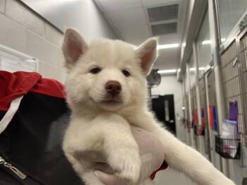 BALTO -  Siberian Husky and Mixed Breed Dog for Adoption in Omaha, Nebraska - BALTO | PetCurious