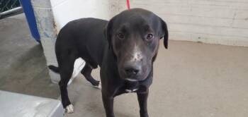 EDUARDO -  Labrador Retriever and Mixed Breed Dog for Adoption in San Bernardino, California - EDUARDO | PetCurious