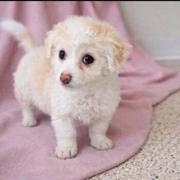 Chihuahua and Shih Tzu Dogs Available for Adoption in Buffalo, Minnesota - Tommy | PetCurious