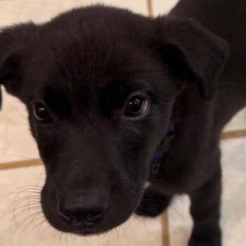 Monica -  Mixed Breed Dog for Adoption in Fredericksburg, Virginia - Monica | PetCurious