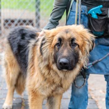 German Shepherd Dog Dogs Available for Adoption - Gibson | PetCurious